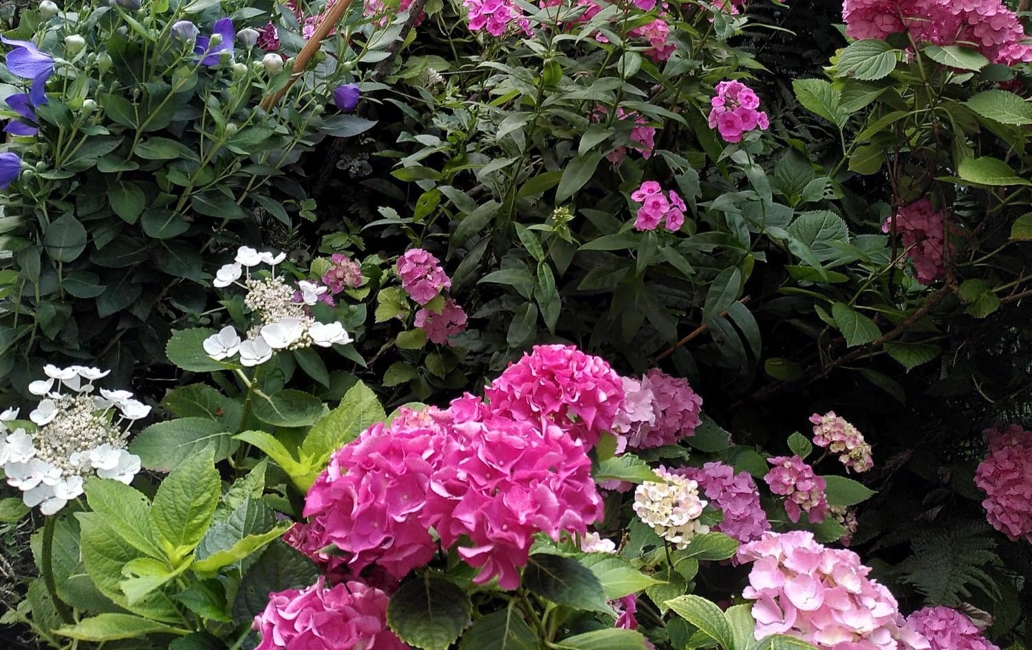 Blumen